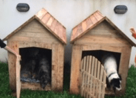 Hundehütte Paraguay Auswandern